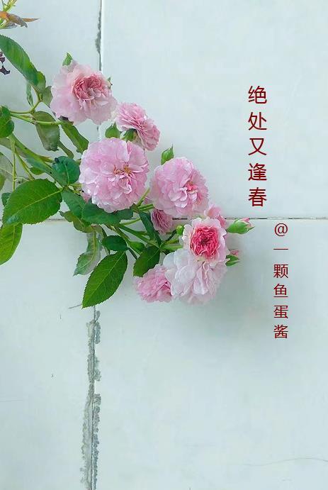 绝处逢生的上一句是什么